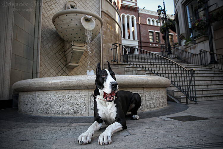 dog near a fountain 24-70mm
