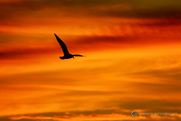 Seagull In Flight at Sunset by Anne McKinnell