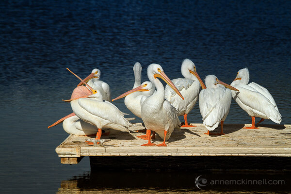 Bird Photography Tips for Beginners