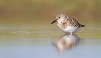 How to Capture Amazing Bird Photography Compositions
