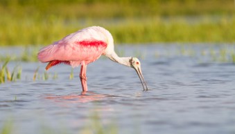 7 Tips for Gorgeous Bird Photography Lighting