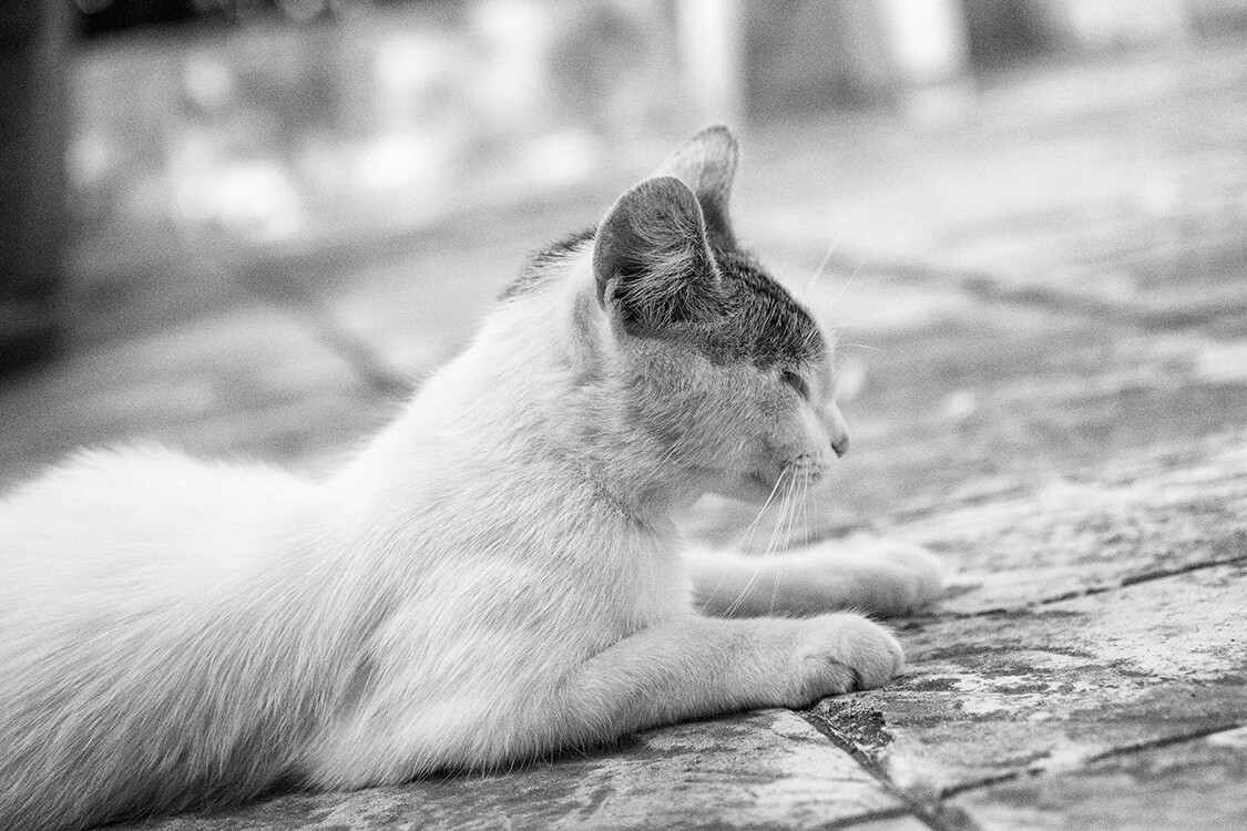 black and white cat on ground