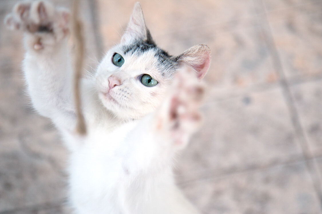 cat jumping up cat photography ideas