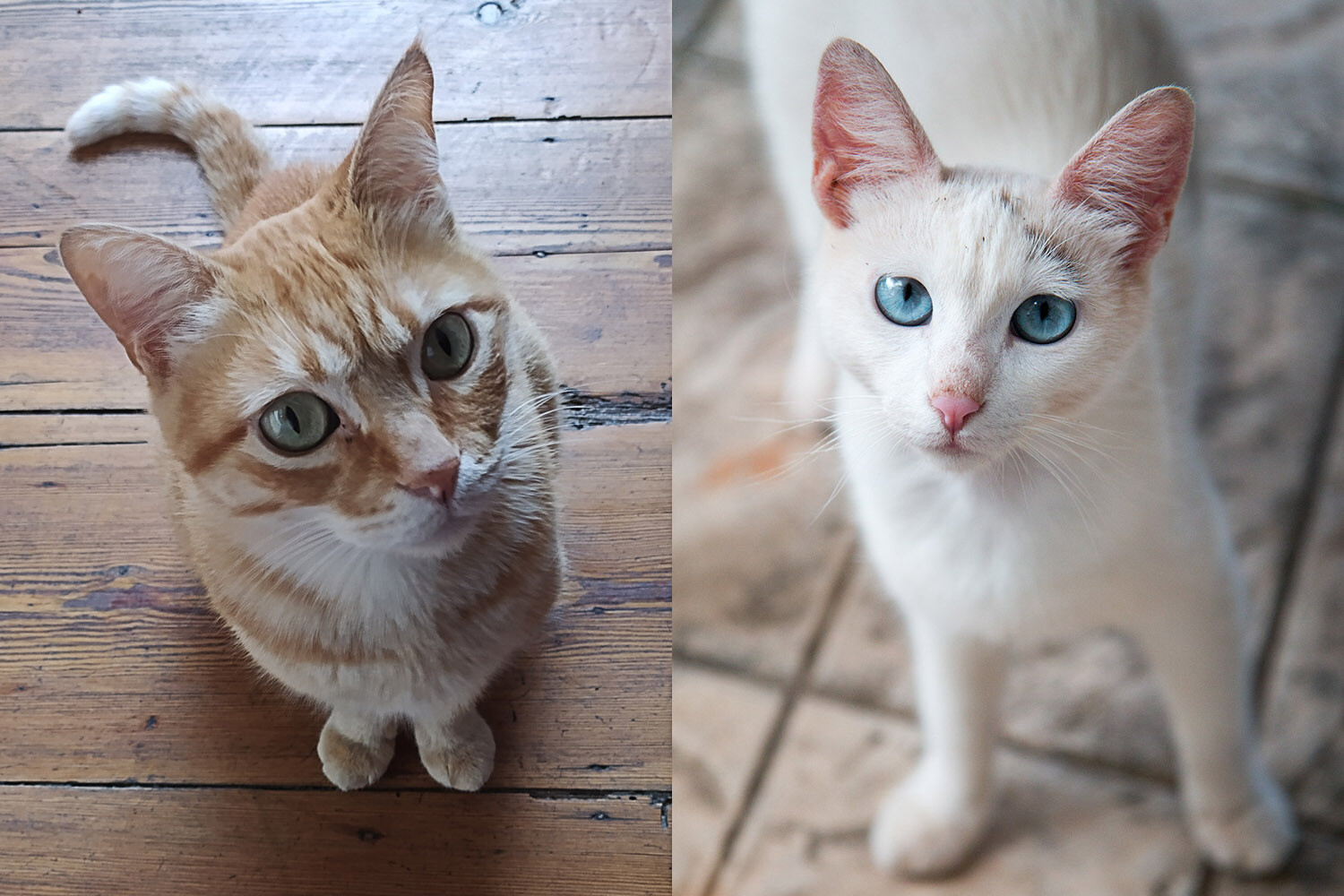 cats looking up