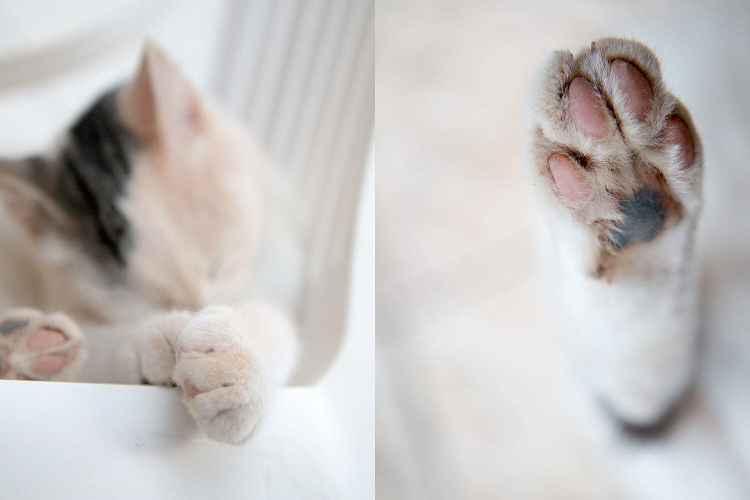 cat paws cat photography ideas