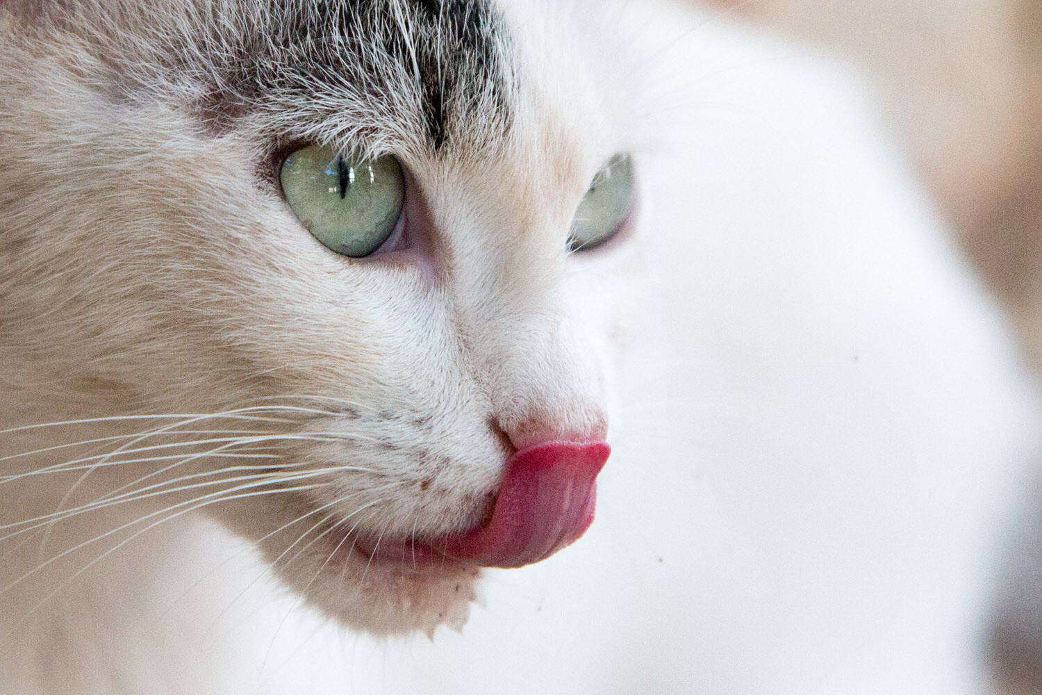 cat licking face