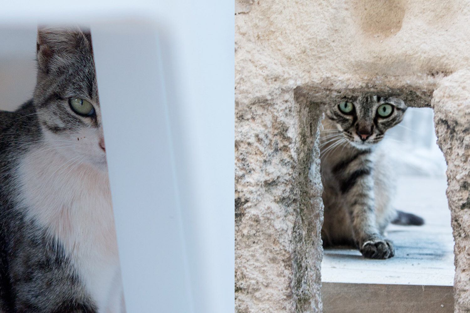 cat peering through items