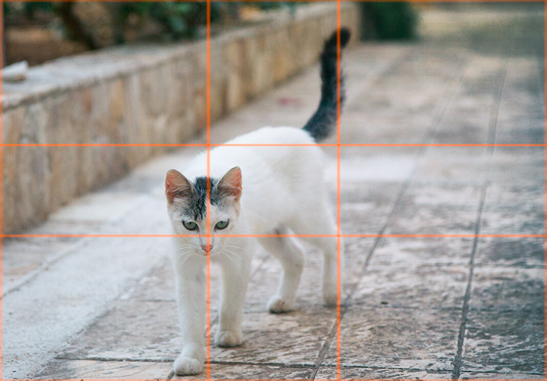 cat with rule of thirds overlay
