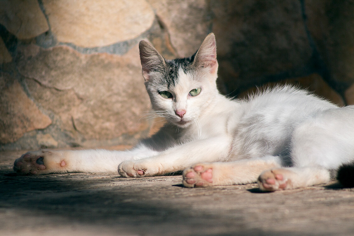 cat in hard light cat photography ideas