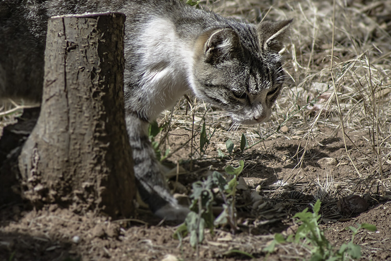 cat walking through brush outside