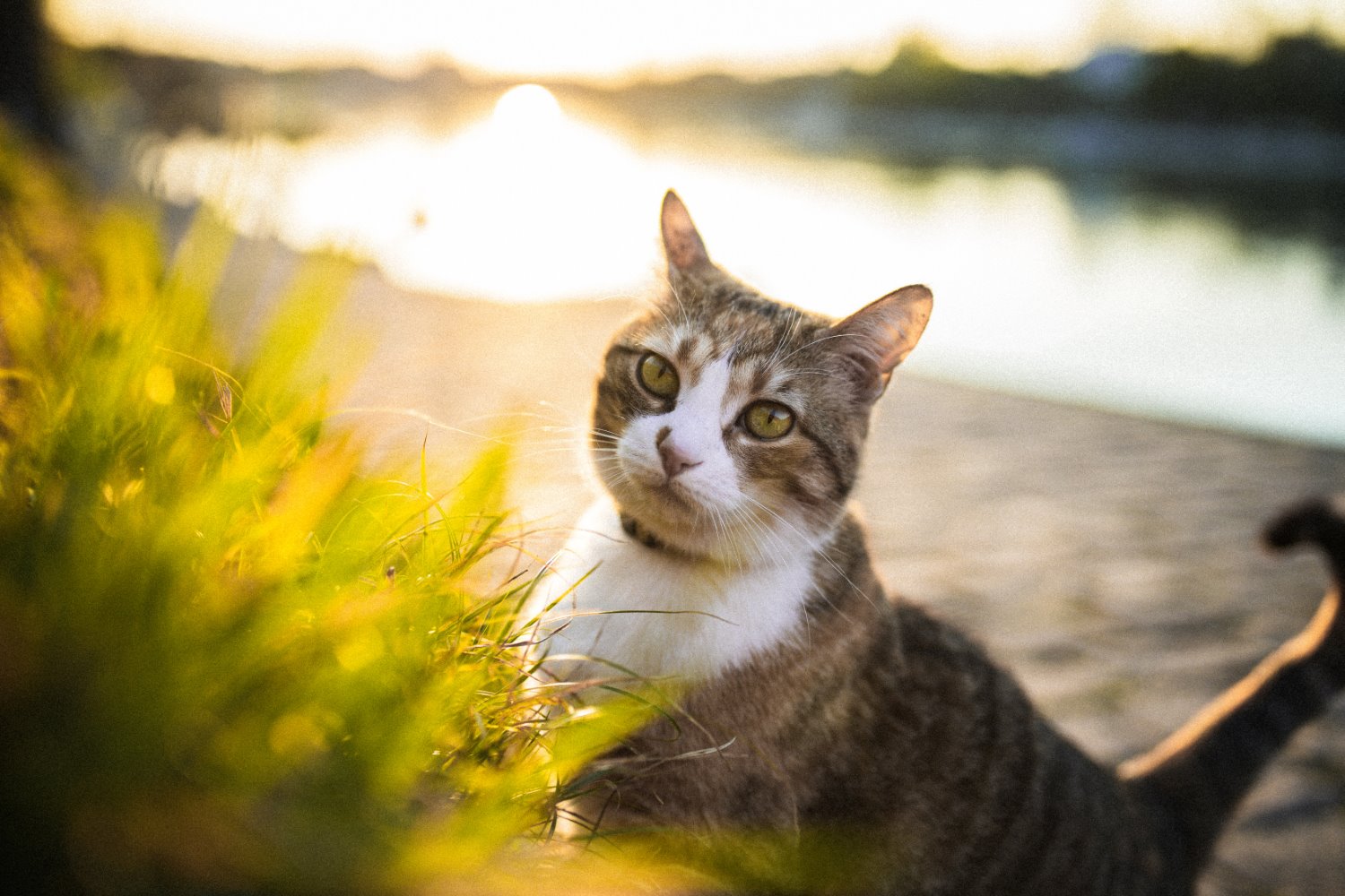 Cat photography tips
