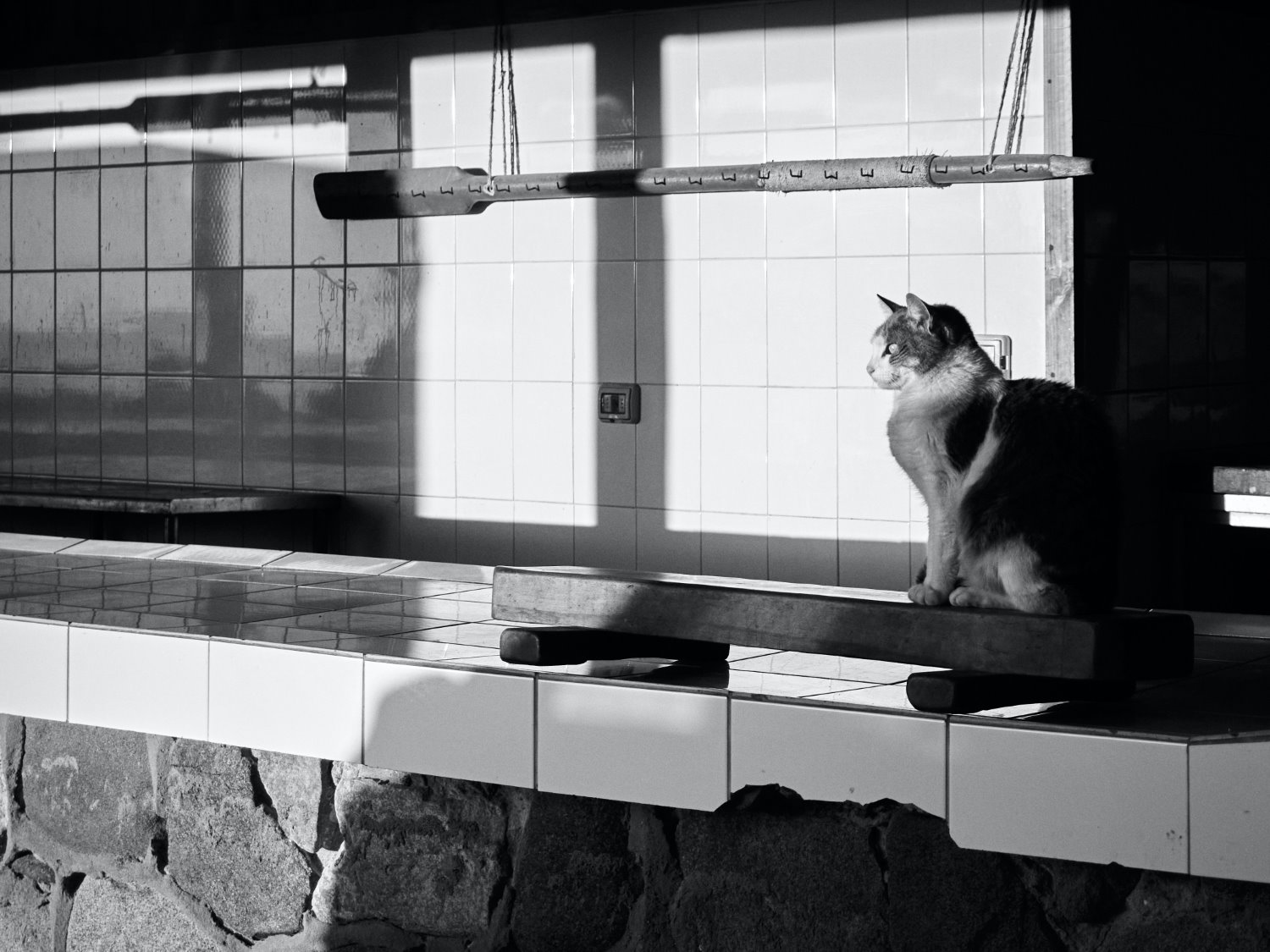 Cat photography tips