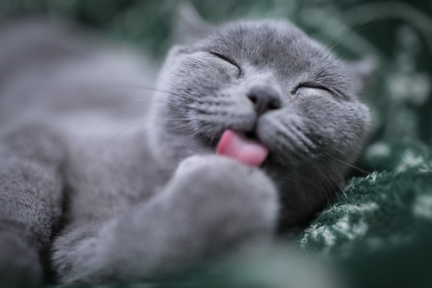 Cat photography tips