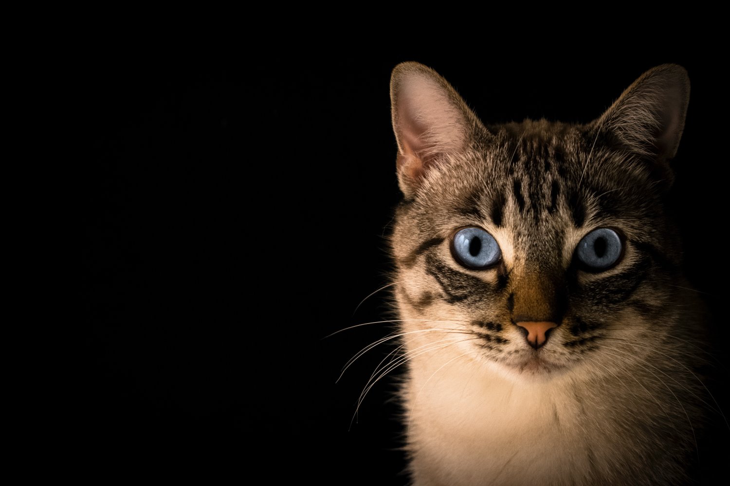 Cat photography tips