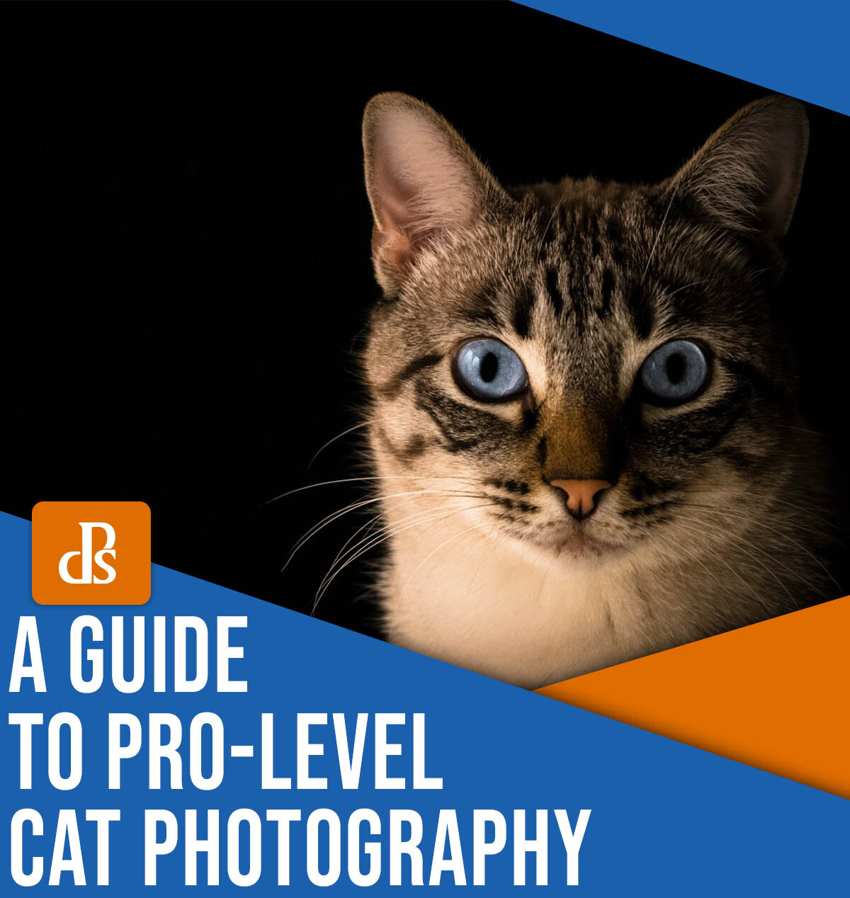 A guide to pro-level cat photography