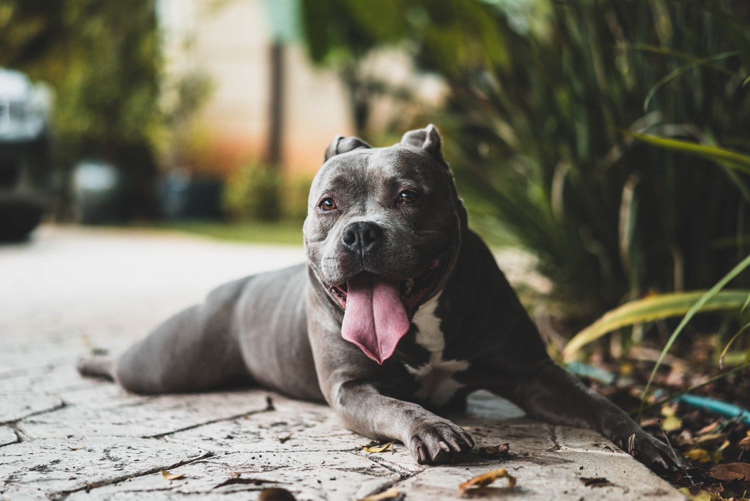 20 Practical Dog Photography Tips (+ Creative Ideas)