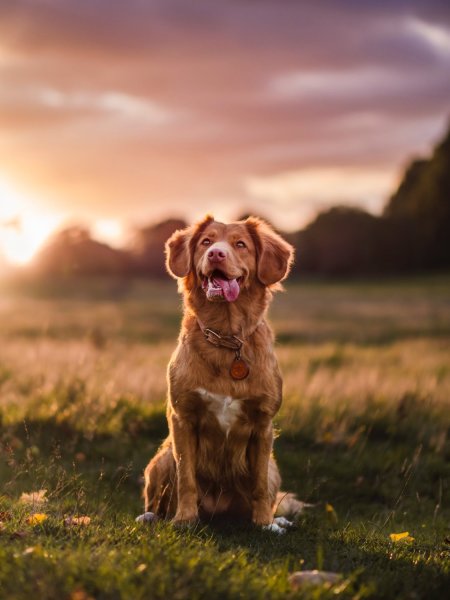 20 Practical Dog Photography Tips (+ Creative Ideas)