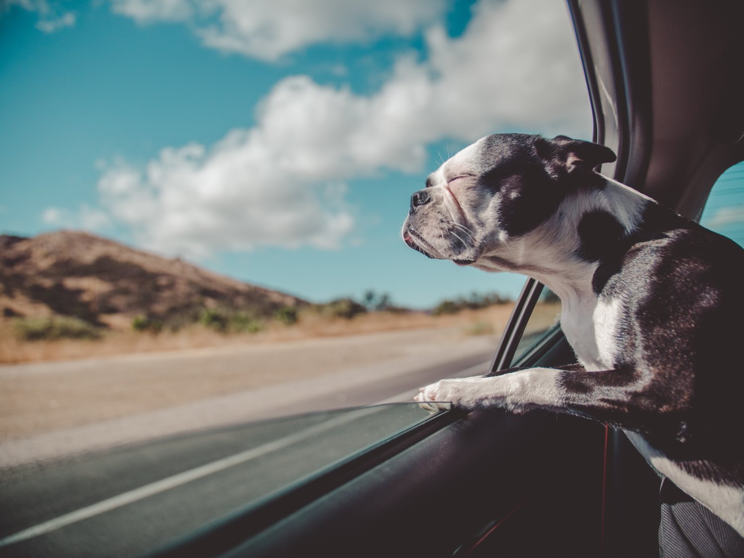20 Practical Dog Photography Tips (+ Creative Ideas)