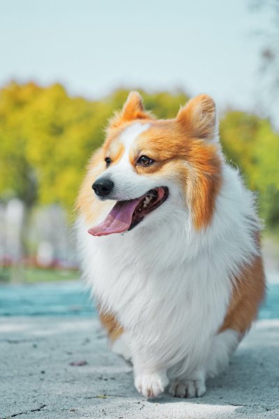 20 Practical Dog Photography Tips (+ Creative Ideas)