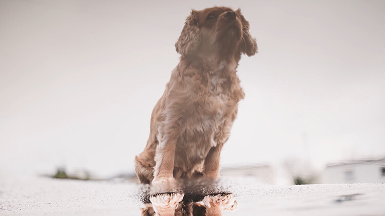 Dog reflected puddle - 10 Amazing Camera Hacks for Dog Photography