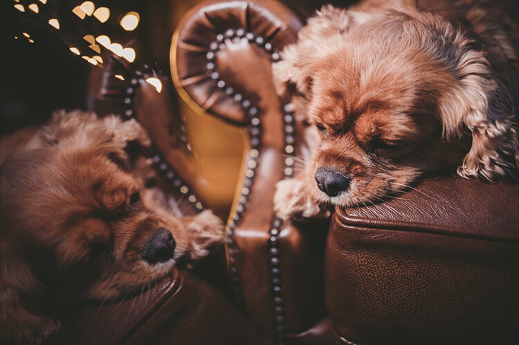 Dog reflection hack - 10 Amazing Camera Hacks for Dog Photography