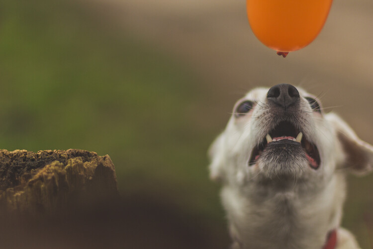 How to photograph dogs