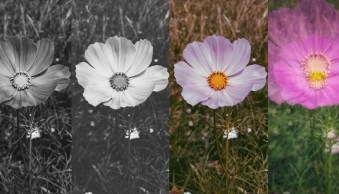6 Great and Free Photo Editing Apps on the OnePlus Phone and Android