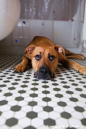 fergie-bathroom-copyright-cowbelly-pet-photography.jpg Fergie bathroom copyright cowbelly pet photography