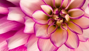 5 Essential Macro Photography Rules (and When to Break Them)