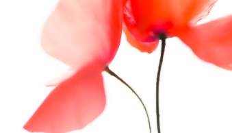 How to Photograph Flowers: A Beginner’s Guide
