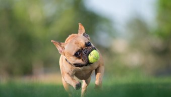 How to Take Better Action Photos of Dogs