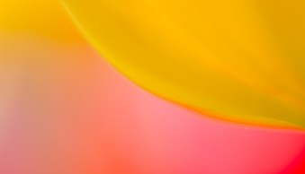 A Beginner’s Guide to Abstract Flower Photography