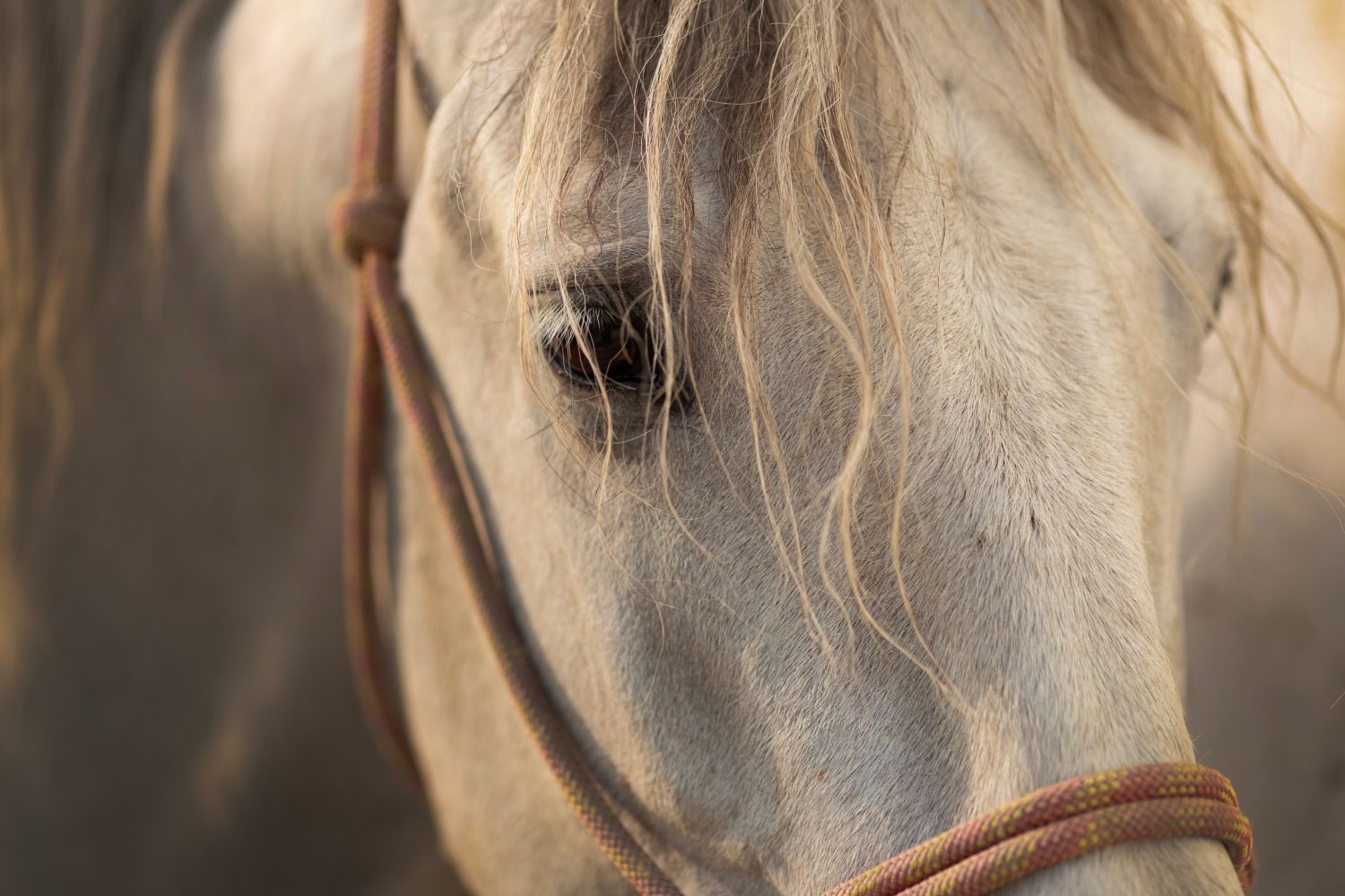 Horse photography