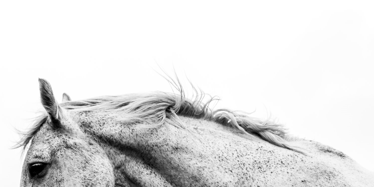 Horse photography