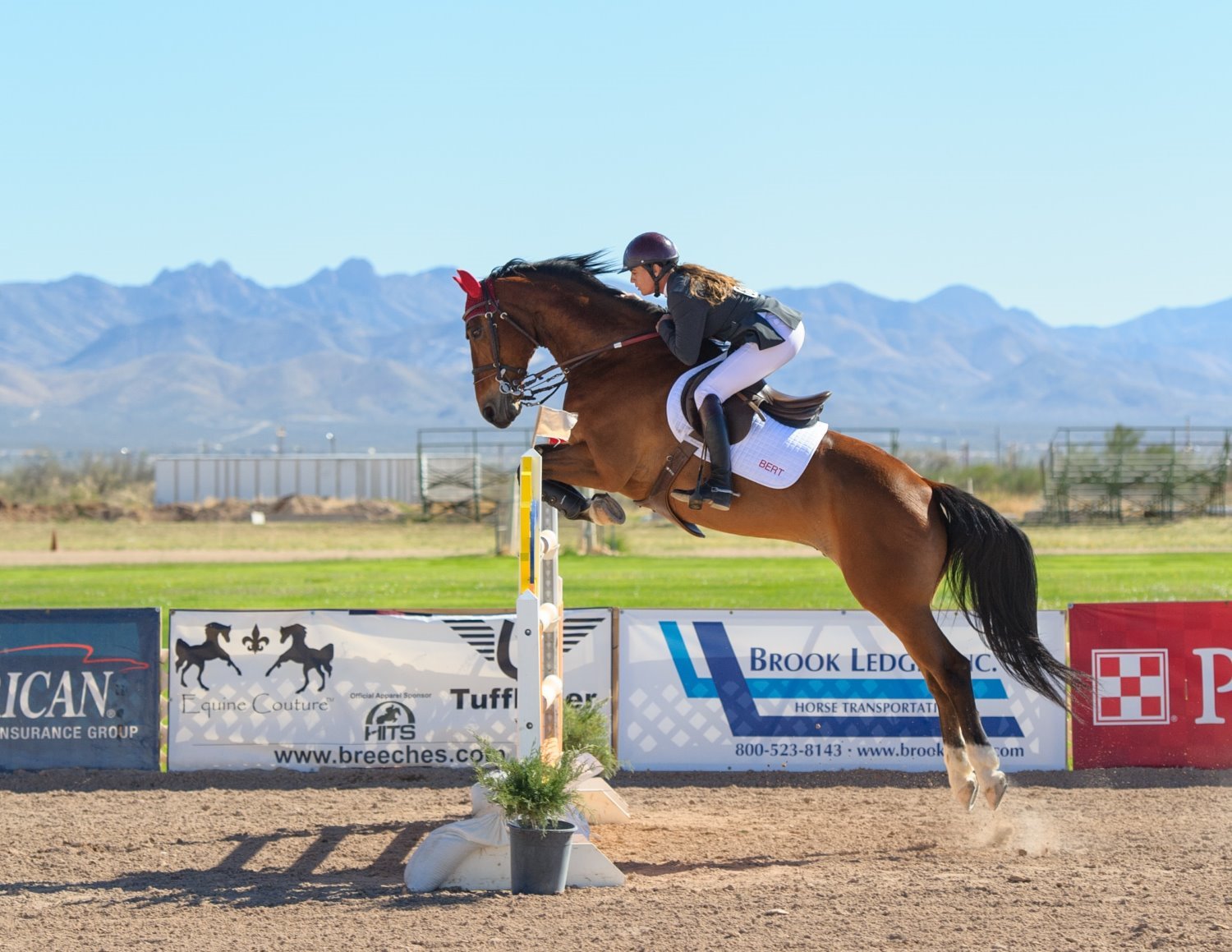 Horse photography