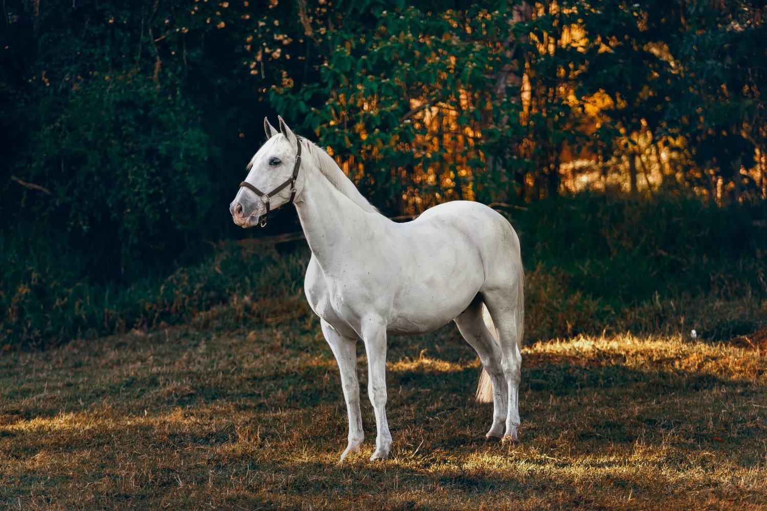Horse photography