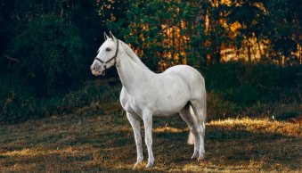 Horse Photography: 10 Tips for Amazing Equine Images