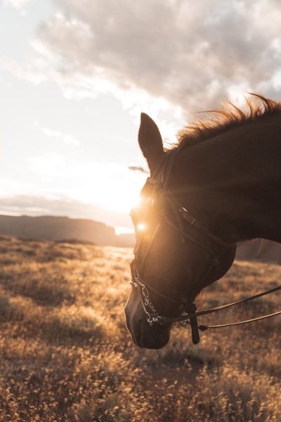 Horse photography