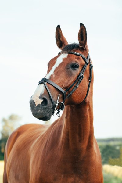 Horse photography