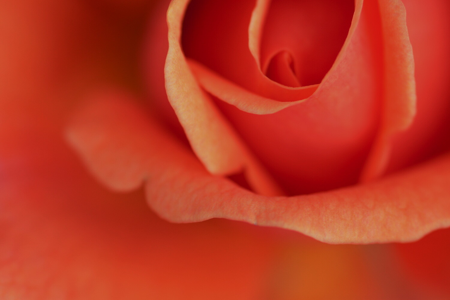 learning about exposure underexposed rose