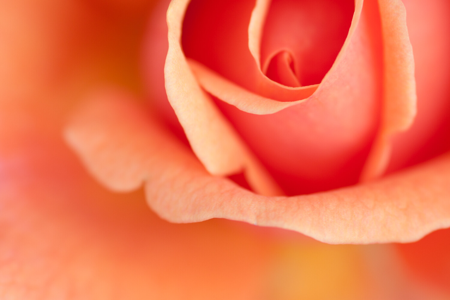 learning about exposure well-exposed rose