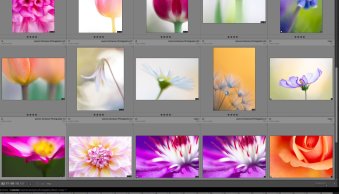 The 6 Types of Lightroom Previews (And How to Use Them)