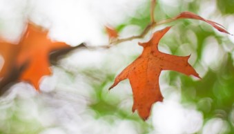 How to Do Freelensing Photography (+5 Tips)