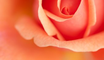 How to Create Breathtaking Macro Photos: The Complete Guide