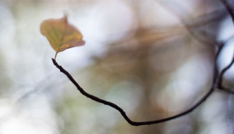 14 Macro Photography Ideas to Get You Inspired