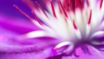 The 5 Best Camera Settings for Macro Photography
