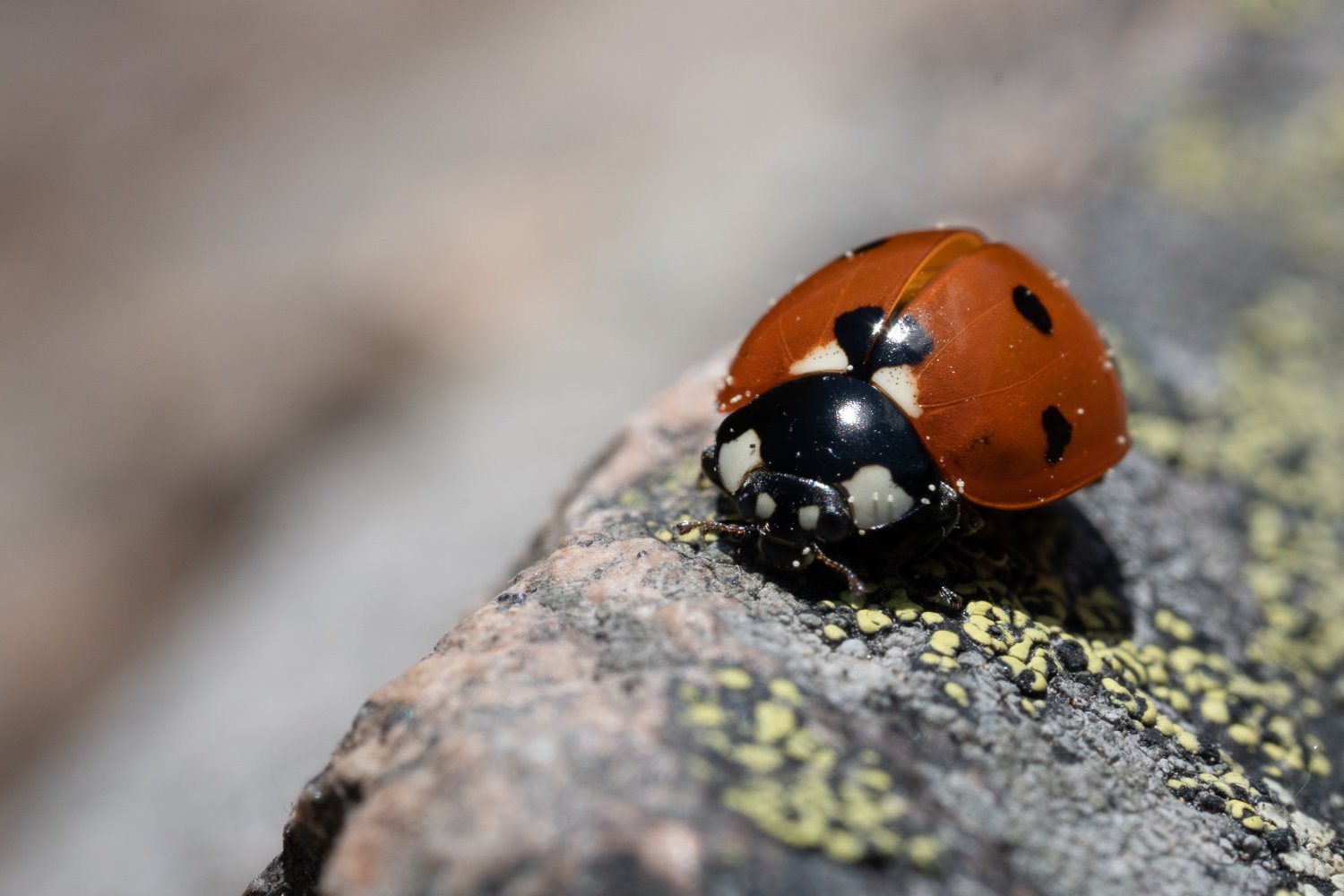 macro photography tips for point and shoot cameras