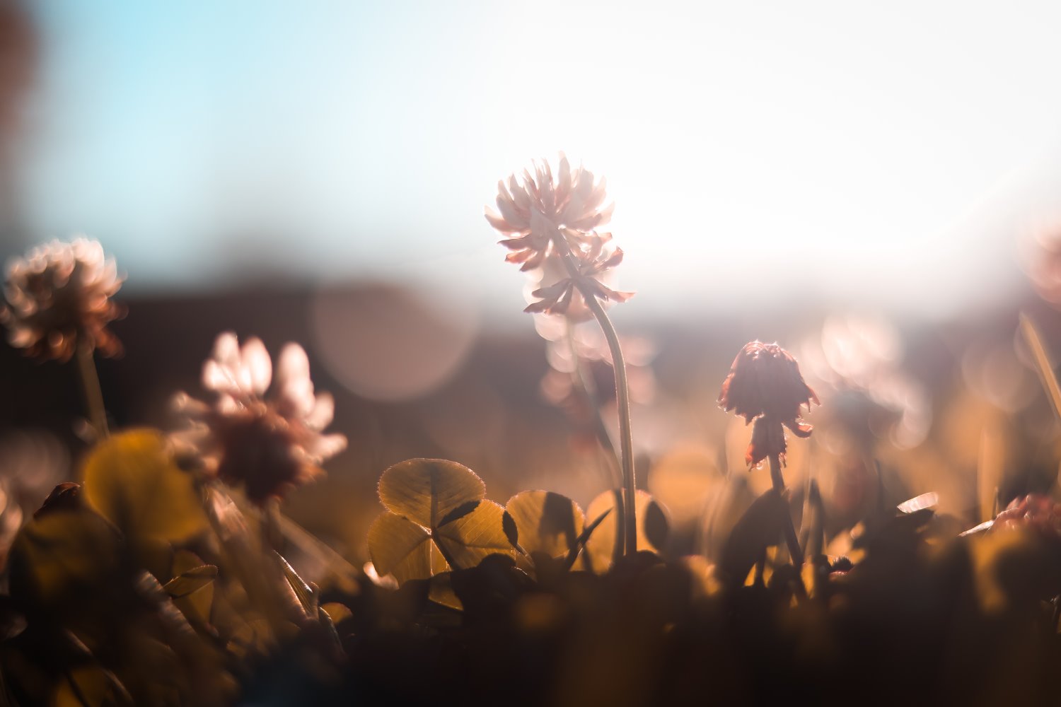 shallow depth of field flower