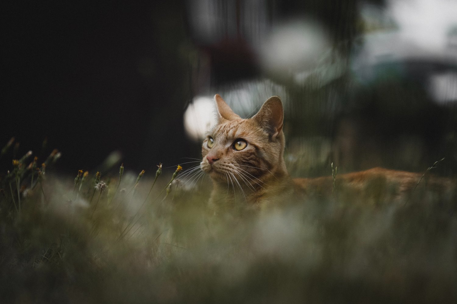 cat in the grass with blurry background