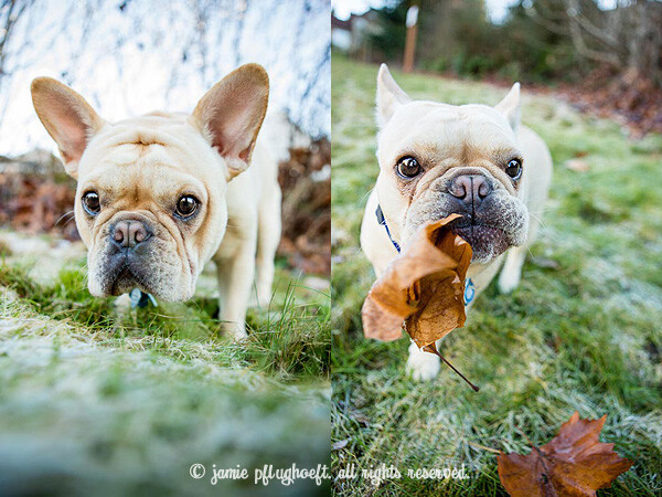 miles-copyright-jamie-pflughoeft.jpg Miles copyright jamie pflughoeft